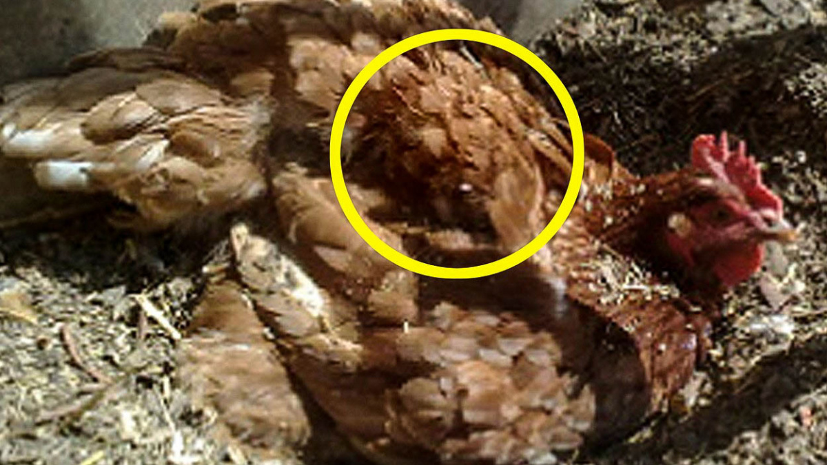 Sloní mraky a tousty s Ježíšem: Proč vidíme v náhodných tvarech povědomé věci?