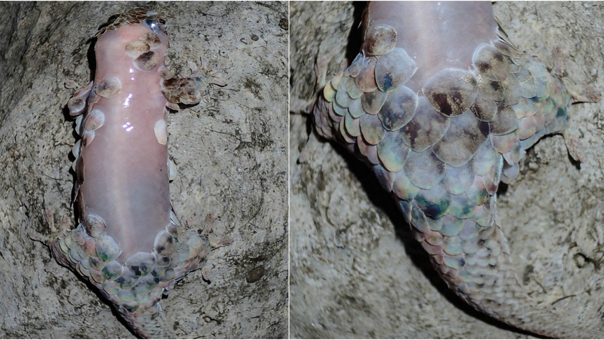 Podivuhodná obrana: 'Rybí gekon' v sebeobraně odhazuje šupiny