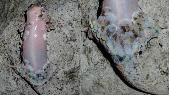 Podivuhodná obrana: 'Rybí gekon' v sebeobraně odhazuje šupiny