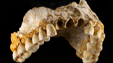 Jak žili neandrtálci? Odpověď skrývá jejich zubní kámen