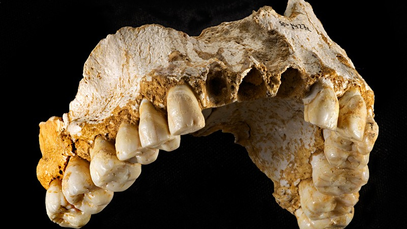 Jak žili neandrtálci? Odpověď skrývá jejich zubní kámen