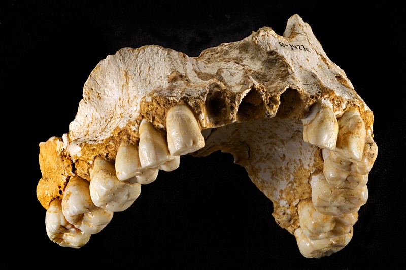 Jak žili neandrtálci? Odpověď skrývá jejich zubní kámen