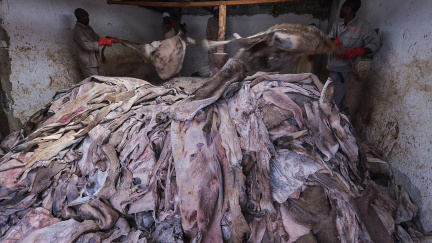 Oslí kůže nad zlato. Kdo ohrožuje volně žijící osly?