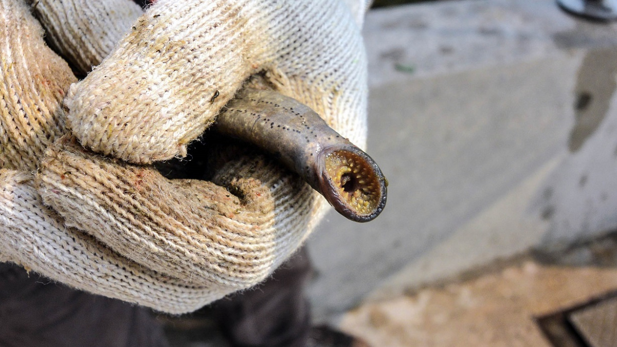 Seznamte se s tvorem s jedním z nejpodivnějších způsobů výběru pohlaví
