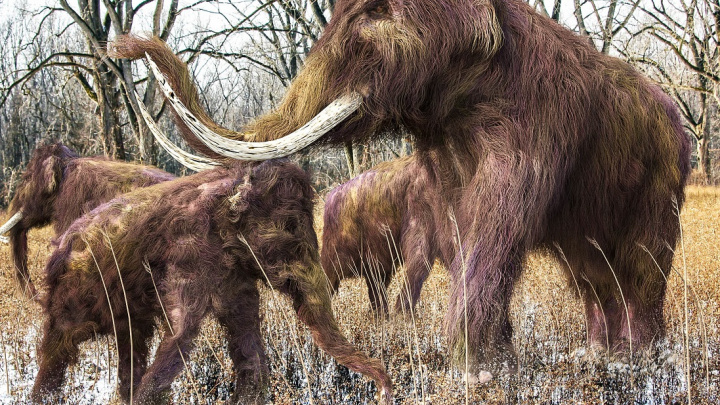 Oživit mamuty nebo spíš podpořit vymírající druhy?