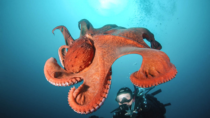 Vynalezly chobotnice nový způsob evoluce? Mutacemi se mění jen málo