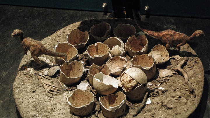 Dinousaří embrya se vyvíjí neskutečně pomalu, zjistili vědci