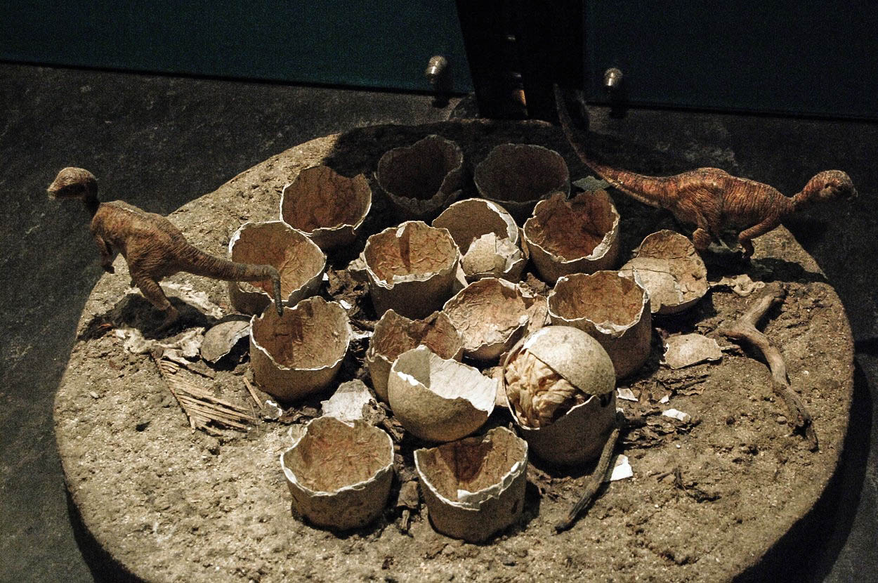 Dinousaří embrya se vyvíjí neskutečně pomalu, zjistili vědci