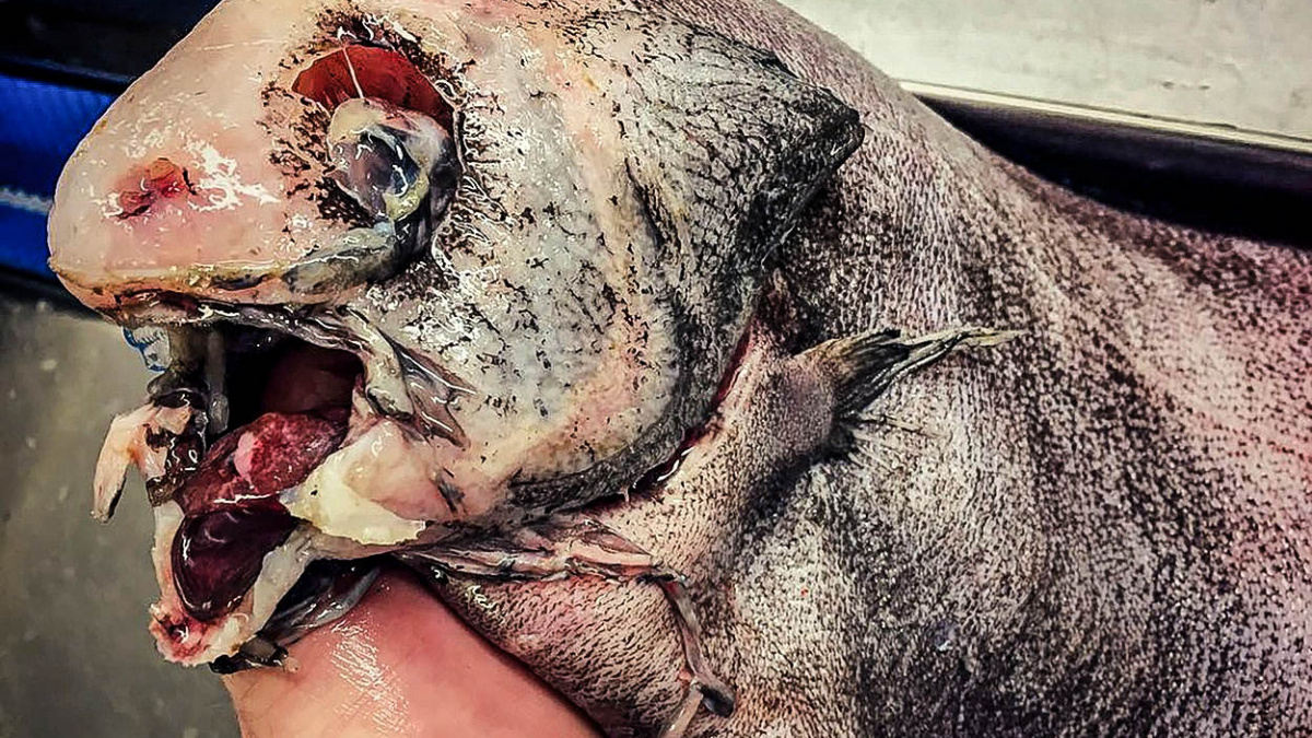 Bestie z hlubin: Děsiví, ale fascinující tvorové z moří a oceánů