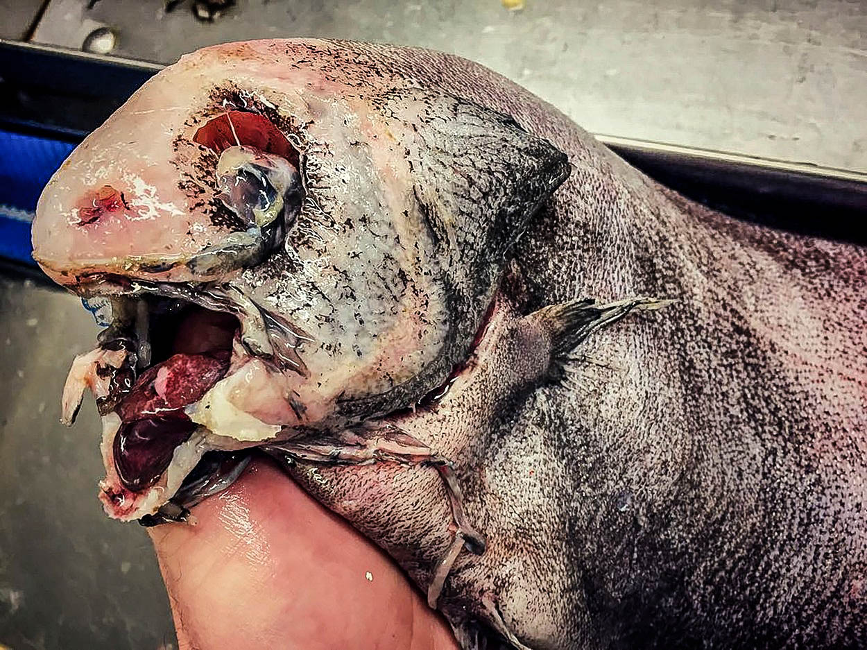 Bestie z hlubin: Děsiví, ale fascinující tvorové z moří a oceánů