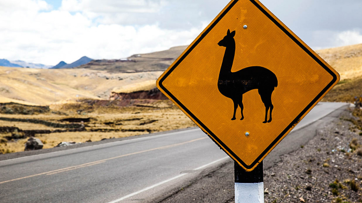 Pozor na pobíhající zvířectvo, hlavně v cizině!