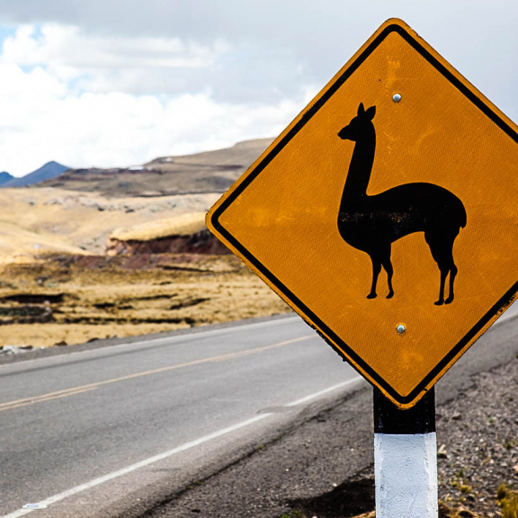 Pozor na pobíhající zvířectvo, hlavně v cizině!