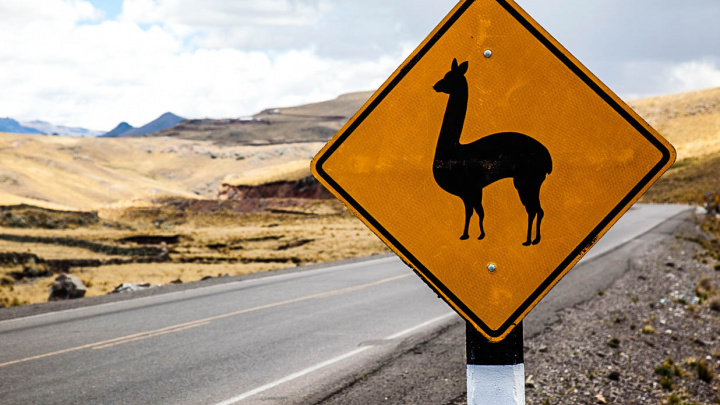 Pozor na pobíhající zvířectvo, hlavně v cizině!