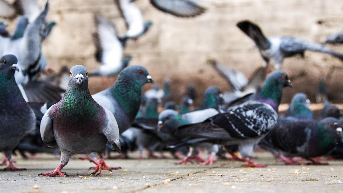 Padla další bariéra mezi lidmi a zvířaty: Holubi hromadí kulturní poznatky