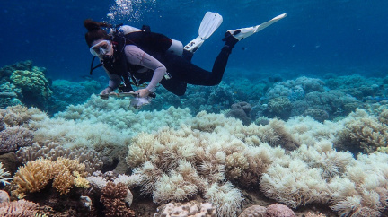 Velký korálový útes je ze dvou třetin zničen. Hrozí nedostatek ryb?