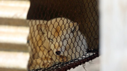 Poslanci dali stopku kožešinovým farmám v Česku