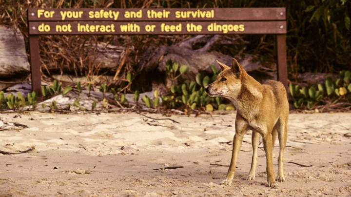 Invazní nájezdníci, nebo pomocníci? Australskou krajinu možná vytvořili dingové