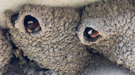 Hnízda vlaštovek jsou proteinový zázrak. Barmánci se je naučili pěstovat