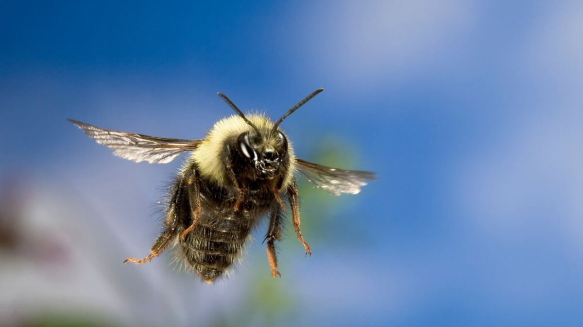 Jak se vypořádat s úbytkem opylovačů? Stačí naslouchat bzukotu čmeláků
