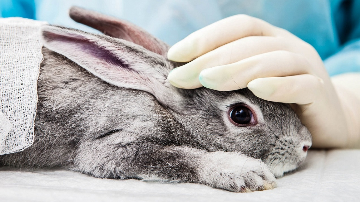 Vědci odhalili nový typ králičího moru. Připravují vakcínu