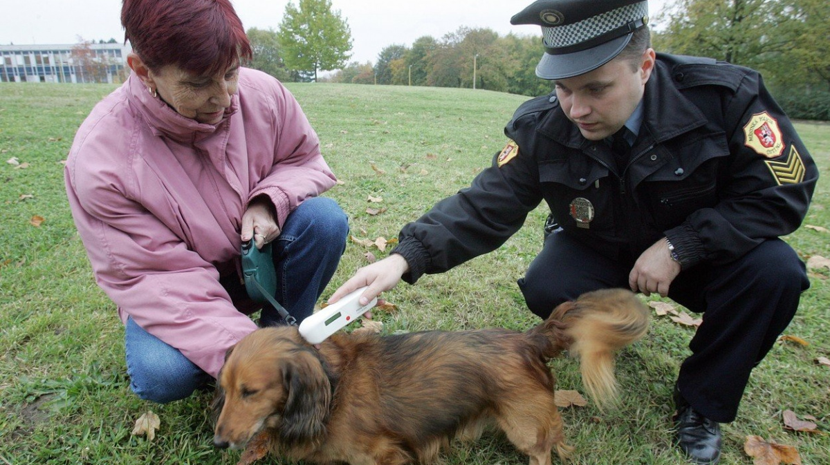 Čipování psů bude povinné, zpřísní se i podmínky pro pejskaře