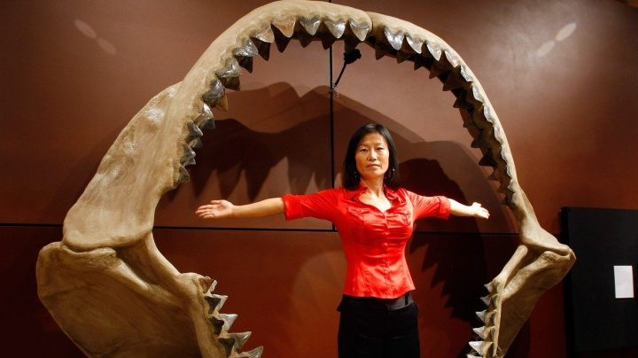 Největší žralok v dějinách podlehl 'utajenému' vymírání