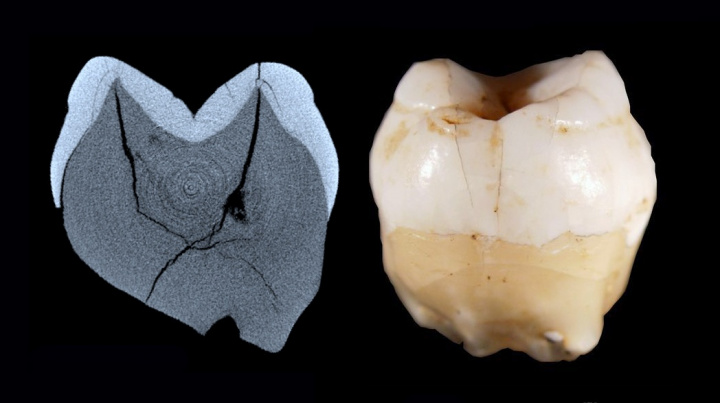 Zub jako důkaz: Lidé přišli do Asie daleko dříve, než se soudilo