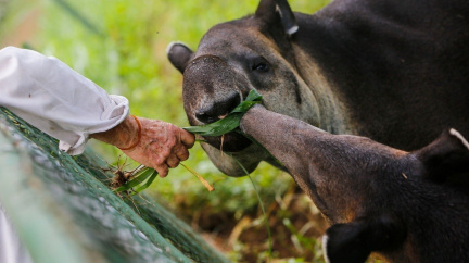 Tapíři v ohrožení: Končí jako kořist i pochoutka na talíři