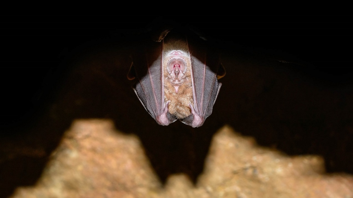 Co mate netopýry a přivádí je na smrt?