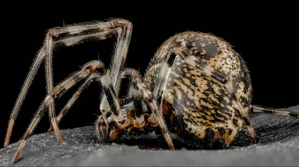 Pavoučí kanibalové mohou člověka zbavit stárnutí a vyléčit impotenci