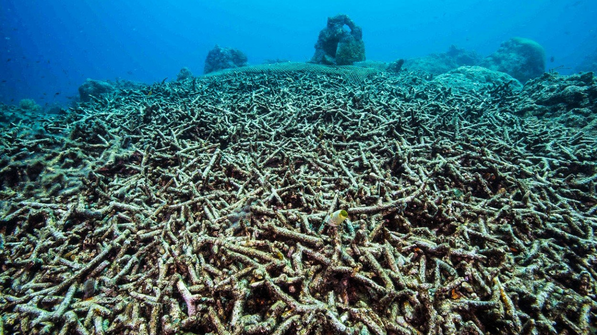 Útesy duchů. Kam se poděly korály zakreslené starými mořeplavci?