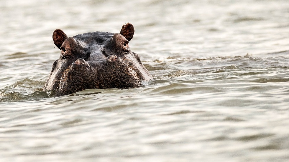 Hrochům hrozí vyhubení. Jejich zuby slouží jako náhražky slonoviny