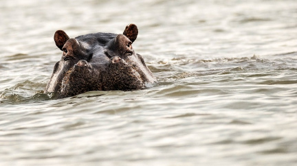 Hrochům hrozí vyhubení. Jejich zuby slouží jako náhražky slonoviny