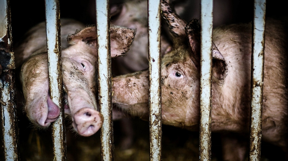 Vláda prozradila cenu vepřína v Letech. Pilného překvapila