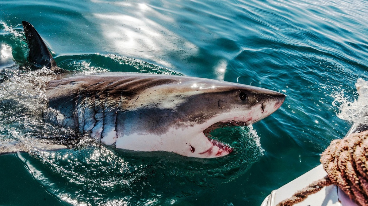 Pozor, u pobřeží je žralok. Drony pošlou varování do chytrých hodinek