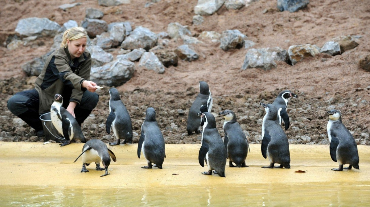 Tučňáci vyhráli nad těžaři. Porazili miliardový projekt dolu a přístavu