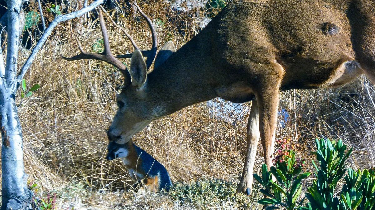 Vědci řeší záhadu: Proč tento jelen olizuje čumák lišce?