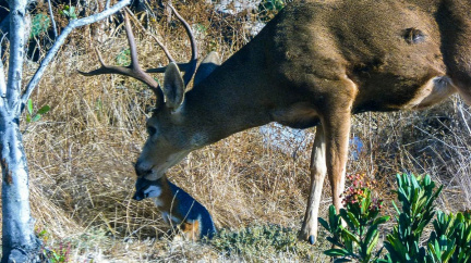 Vědci řeší záhadu: Proč tento jelen olizuje čumák lišce?
