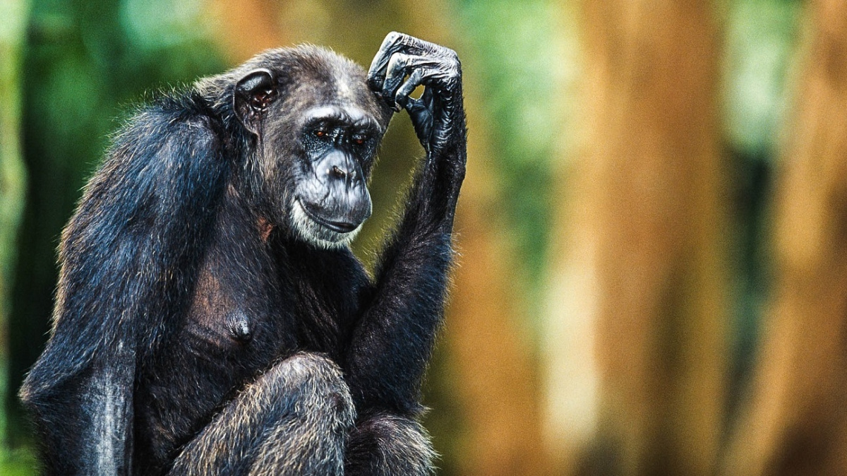Na 'ostrově šimpanzů' zbyl jediný. Místní i ochránci ho chtějí zachránit