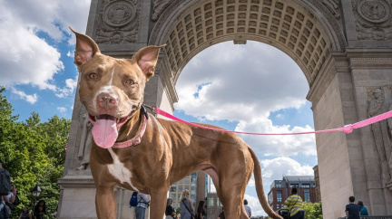 Slavná místa trochu jinak: Jaký je 'psí život' v New Yorku?