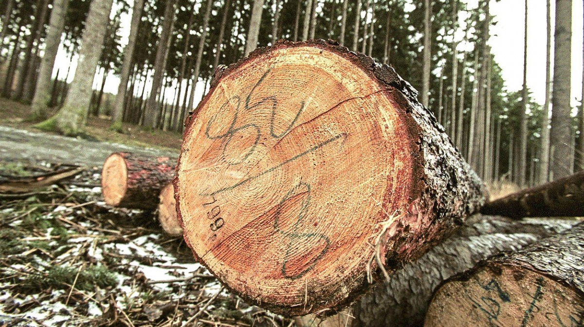 Tendr státních lesů na prodej dřeva vyhrála firma ze skupiny Agrofert