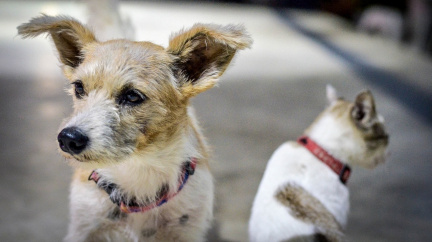 Pes nebo kočka, koho je lepší si pořídit?