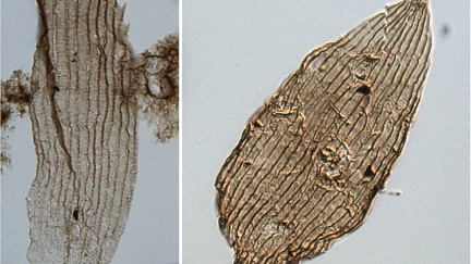 Jak staří jsou motýli? Nové nálezy jim přidaly přes 50 milionů let