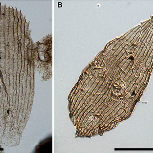 Jak staří jsou motýli? Nové nálezy jim přidaly přes 50 milionů let
