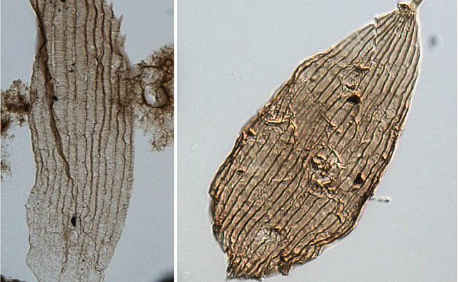 Jak staří jsou motýli? Nové nálezy jim přidaly přes 50 milionů let