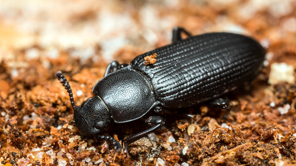 Jak vznikla hmyzí křídla? Odpověď možná skrývají zadečky potemníků