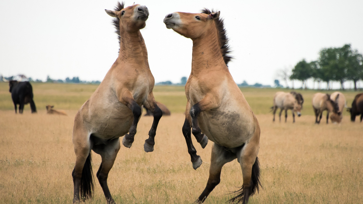 Svět ztratil poslední divoké koně