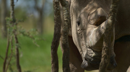 Uhynul poslední samec nosorožce bílého, zbyly už jen dvě samice. Vymře celý druh?