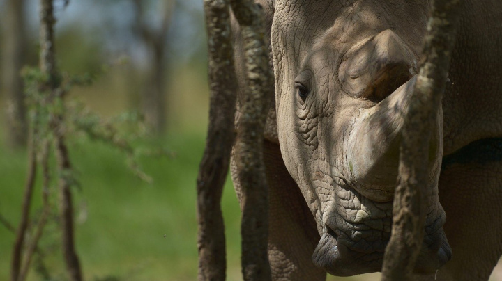 Uhynul poslední samec nosorožce bílého, zbyly už jen dvě samice. Vymře celý druh?