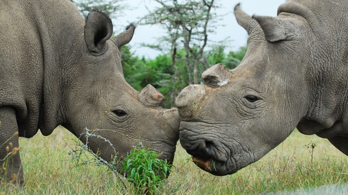 Budeme oživovat mrtvé, nebo je necháme jako memento?